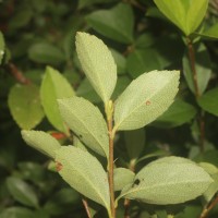 Rhaphiolepis indica (L.) Lindl.